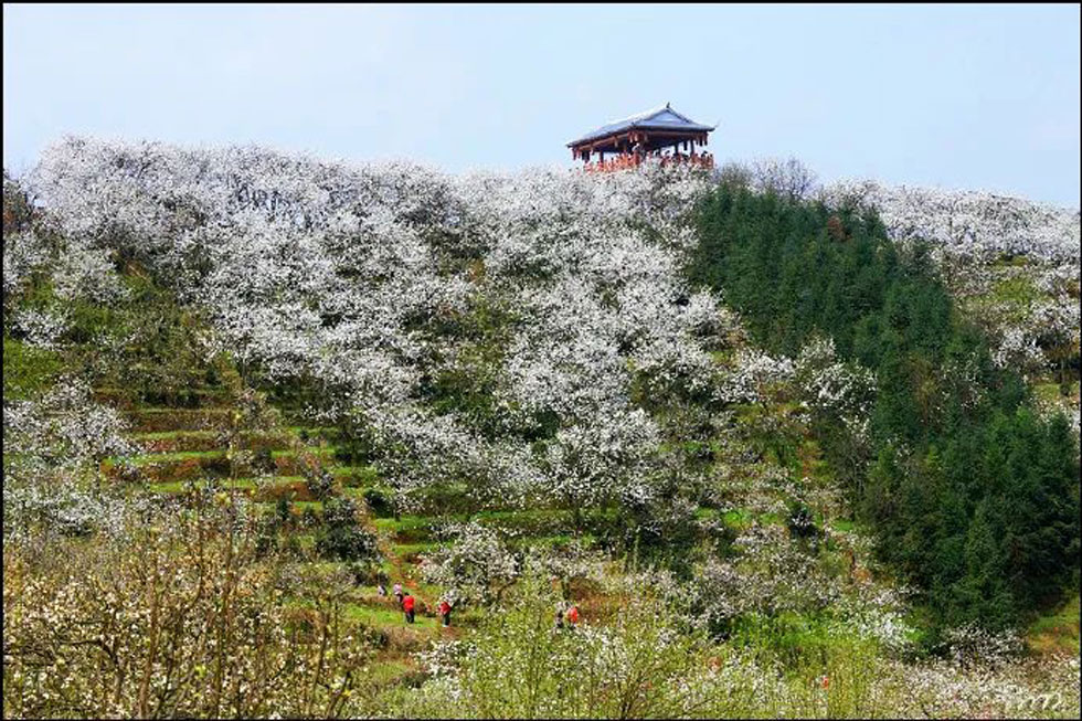 【春天，广西桂林灌阳县向您发出邀请！】我们在灌阳看梨花 - 游山玩水 - 南宁生活社区 - 南宁28生活网 nn.28life.net