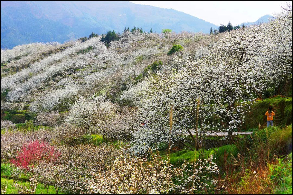 【春天，广西桂林灌阳县向您发出邀请！】我们在灌阳看梨花 - 游山玩水 - 南宁生活社区 - 南宁28生活网 nn.28life.net