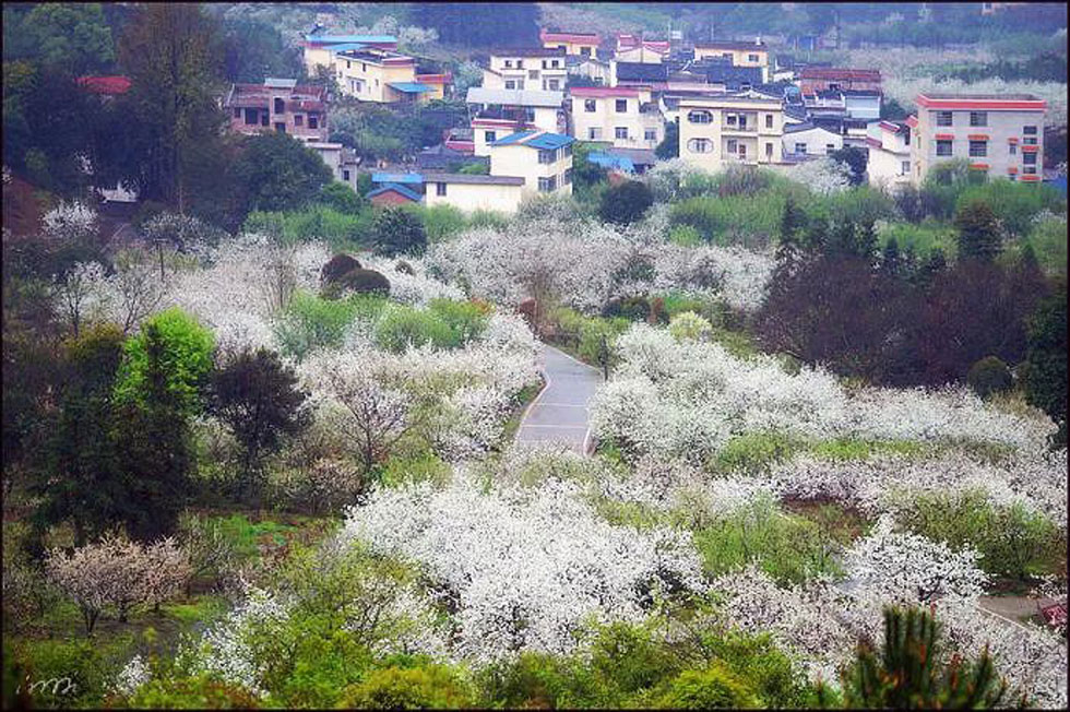 【春天，广西桂林灌阳县向您发出邀请！】我们在灌阳看梨花 - 游山玩水 - 南宁生活社区 - 南宁28生活网 nn.28life.net