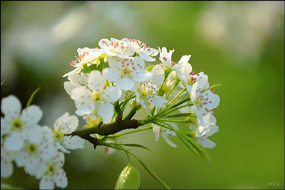 【春天，广西桂林灌阳县向您发出邀请！】我们在灌阳看梨花 - 游山玩水 - 南宁生活社区 - 南宁28生活网 nn.28life.net
