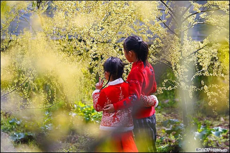 【春天，广西桂林灌阳县向您发出邀请！】米珠山前有片山苍子花在飘香 - 游山玩水 - 南宁生活社区 - 南宁28生活网 nn.28life.net