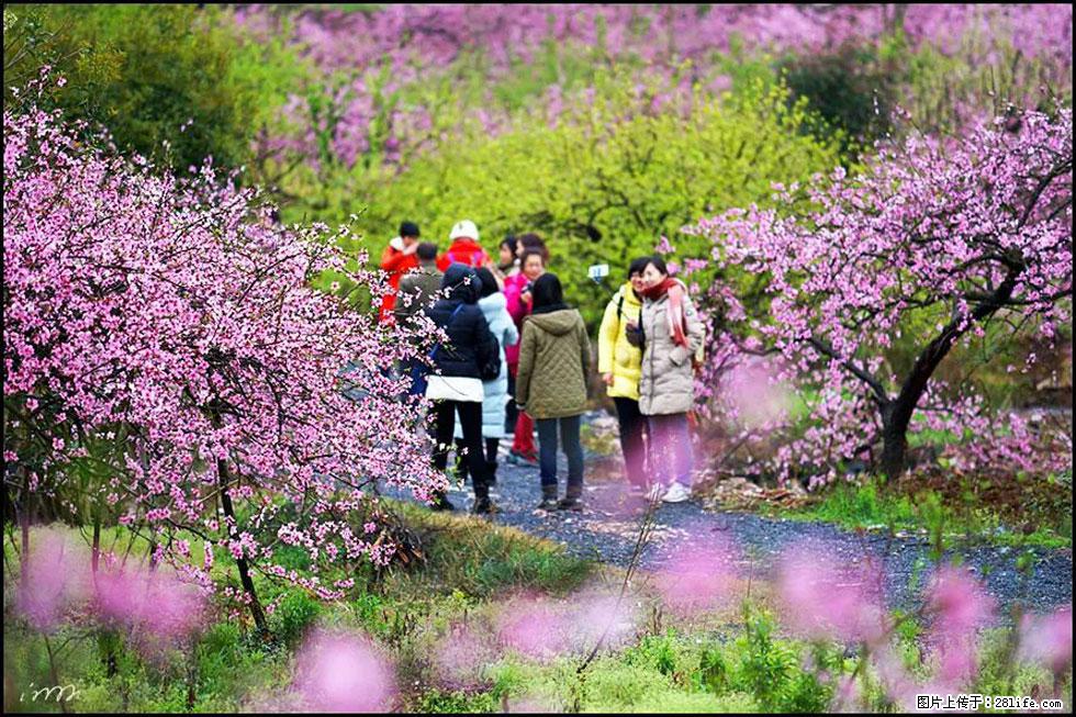 【春天，广西桂林灌阳县向您发出邀请！】官庄村有个醉美的桃花园 - 游山玩水 - 南宁生活社区 - 南宁28生活网 nn.28life.net