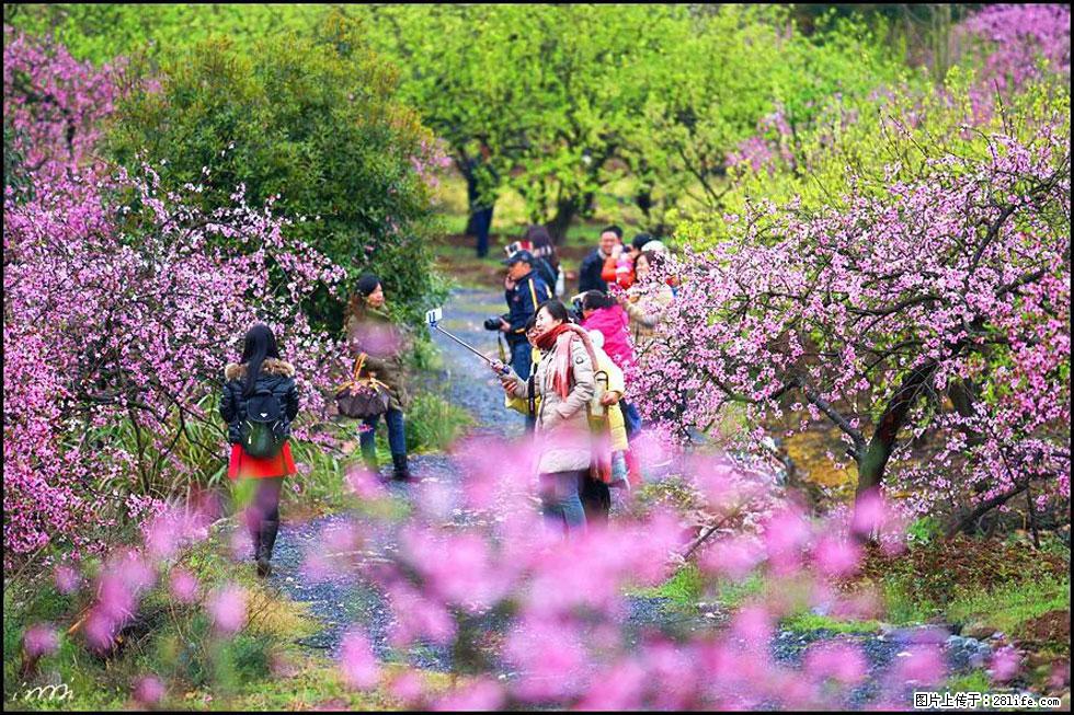 【春天，广西桂林灌阳县向您发出邀请！】官庄村有个醉美的桃花园 - 游山玩水 - 南宁生活社区 - 南宁28生活网 nn.28life.net