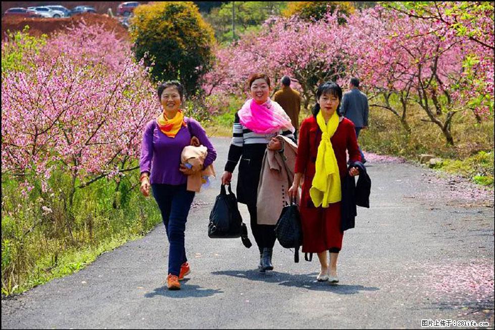 【春天，广西桂林灌阳县向您发出邀请！】官庄村有个醉美的桃花园 - 游山玩水 - 南宁生活社区 - 南宁28生活网 nn.28life.net