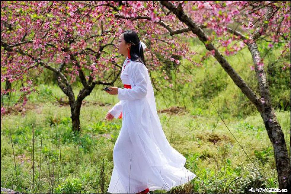【春天，广西桂林灌阳县向您发出邀请！】官庄村有个醉美的桃花园 - 游山玩水 - 南宁生活社区 - 南宁28生活网 nn.28life.net