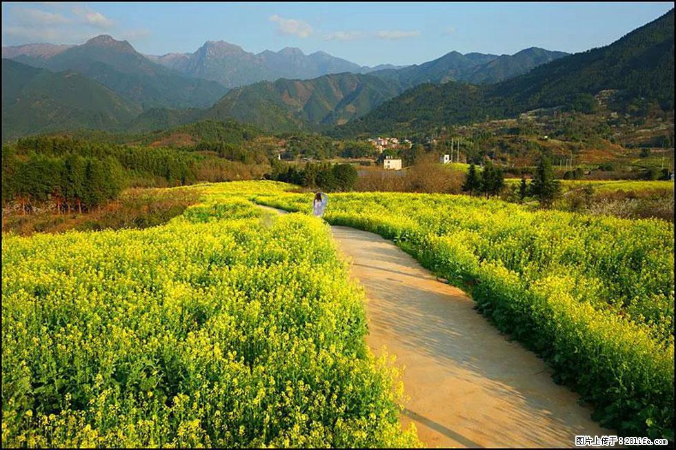 【春天，广西桂林灌阳县向您发出邀请！】长坪村油菜盛情花开 - 游山玩水 - 南宁生活社区 - 南宁28生活网 nn.28life.net