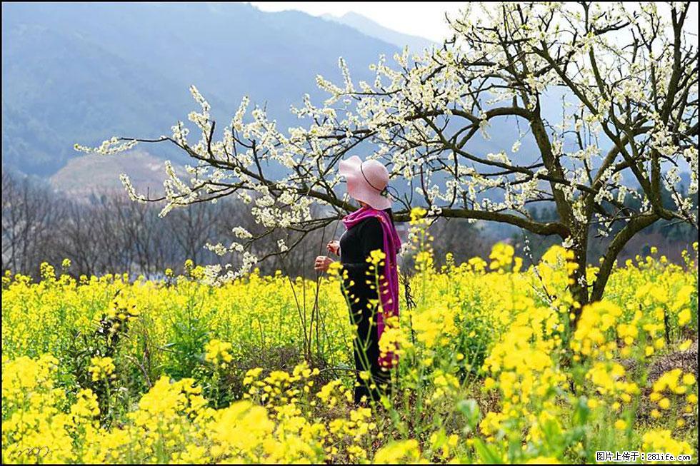 【春天，广西桂林灌阳县向您发出邀请！】长坪村油菜盛情花开 - 游山玩水 - 南宁生活社区 - 南宁28生活网 nn.28life.net