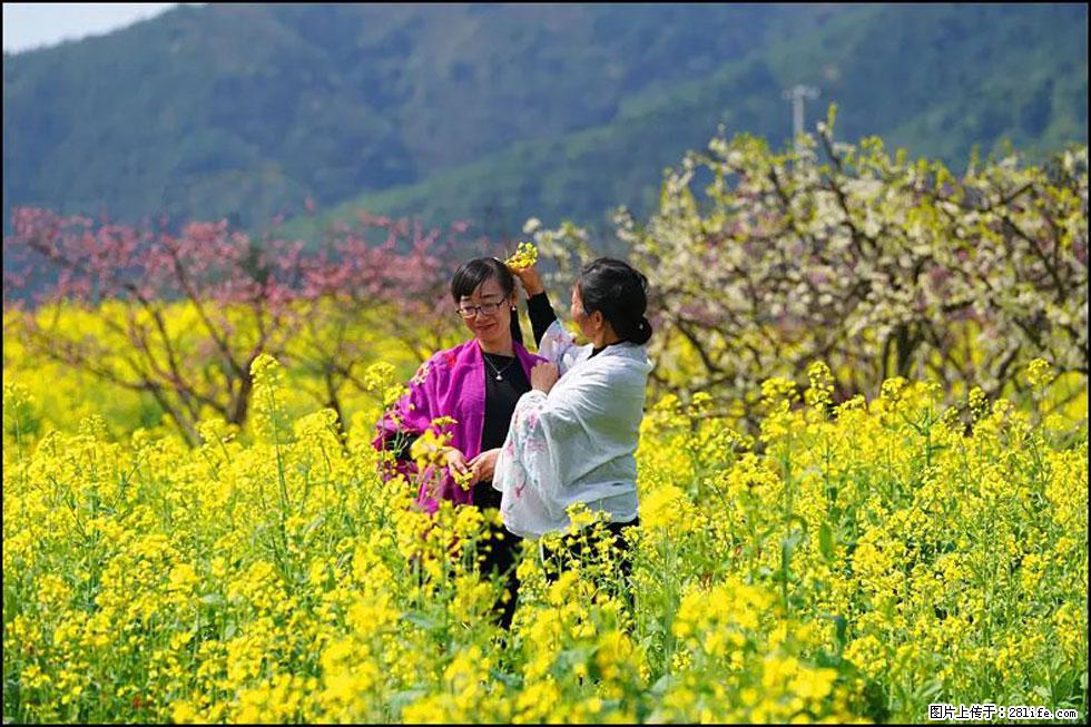 【春天，广西桂林灌阳县向您发出邀请！】长坪村油菜盛情花开 - 游山玩水 - 南宁生活社区 - 南宁28生活网 nn.28life.net