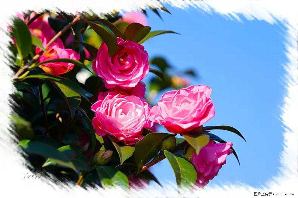 【春天，广西桂林灌阳县向您发出邀请！】杨柳井茶花惹人爱 - 游山玩水 - 南宁生活社区 - 南宁28生活网 nn.28life.net