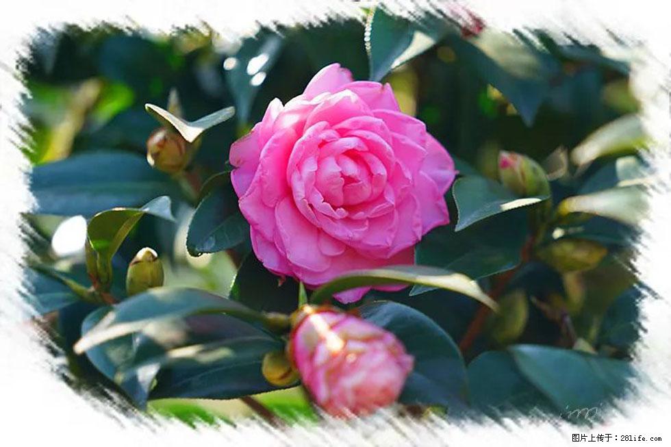 【春天，广西桂林灌阳县向您发出邀请！】杨柳井茶花惹人爱 - 游山玩水 - 南宁生活社区 - 南宁28生活网 nn.28life.net