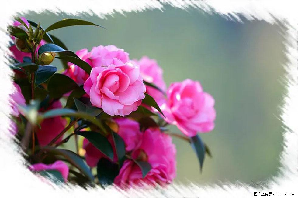 【春天，广西桂林灌阳县向您发出邀请！】杨柳井茶花惹人爱 - 游山玩水 - 南宁生活社区 - 南宁28生活网 nn.28life.net