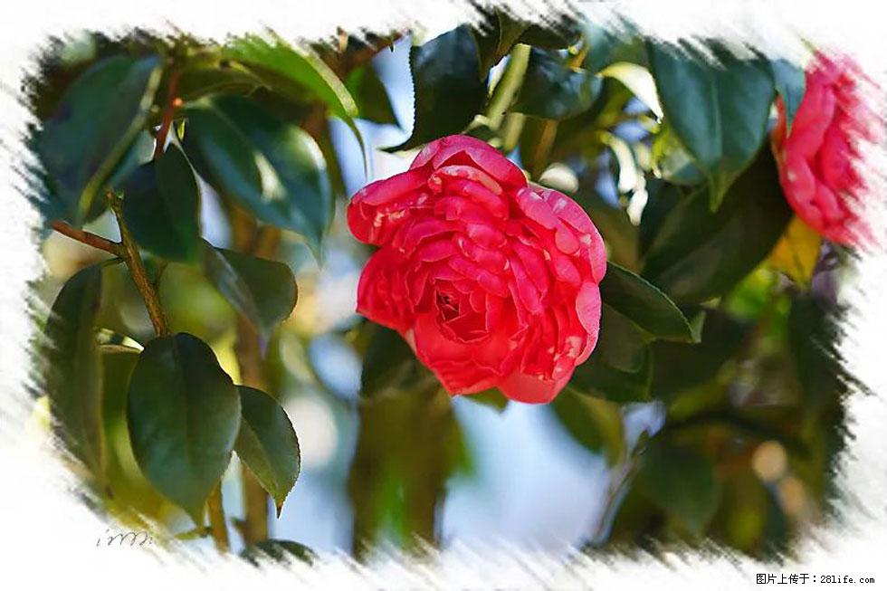 【春天，广西桂林灌阳县向您发出邀请！】杨柳井茶花惹人爱 - 游山玩水 - 南宁生活社区 - 南宁28生活网 nn.28life.net