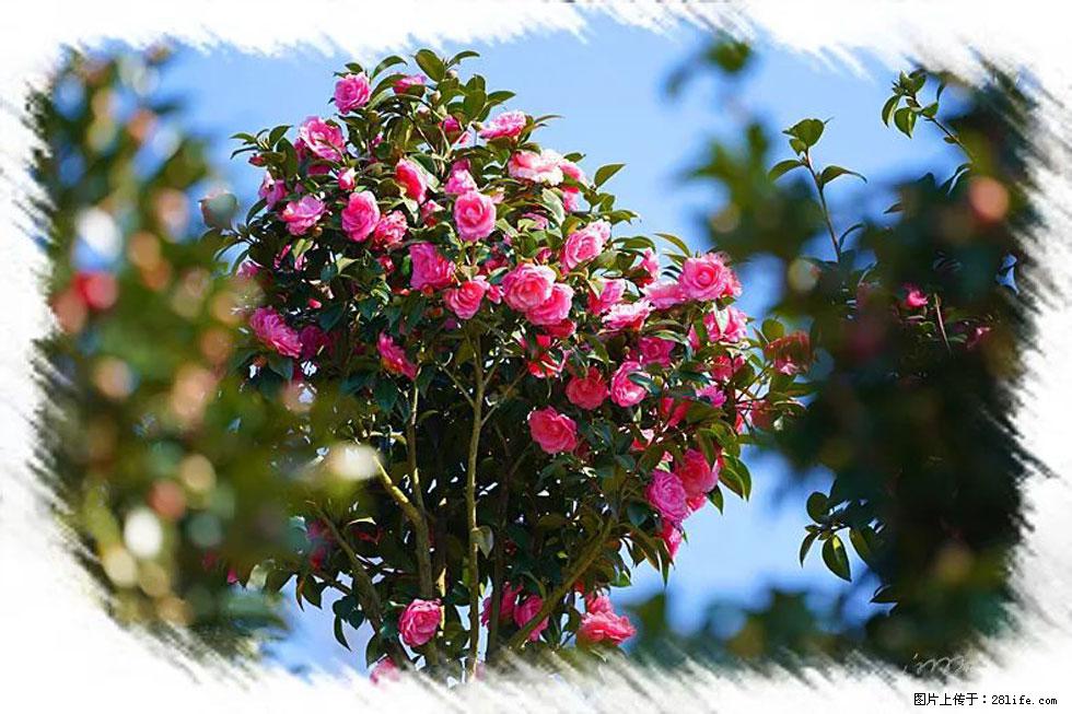 【春天，广西桂林灌阳县向您发出邀请！】杨柳井茶花惹人爱 - 游山玩水 - 南宁生活社区 - 南宁28生活网 nn.28life.net