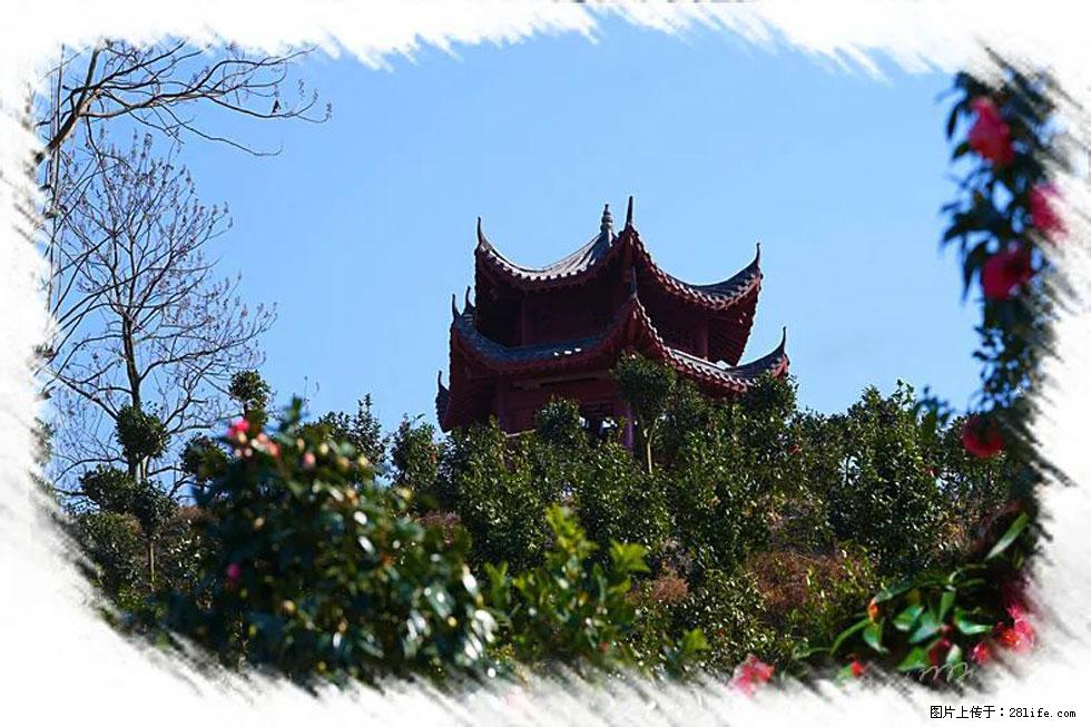 【春天，广西桂林灌阳县向您发出邀请！】杨柳井茶花惹人爱 - 游山玩水 - 南宁生活社区 - 南宁28生活网 nn.28life.net