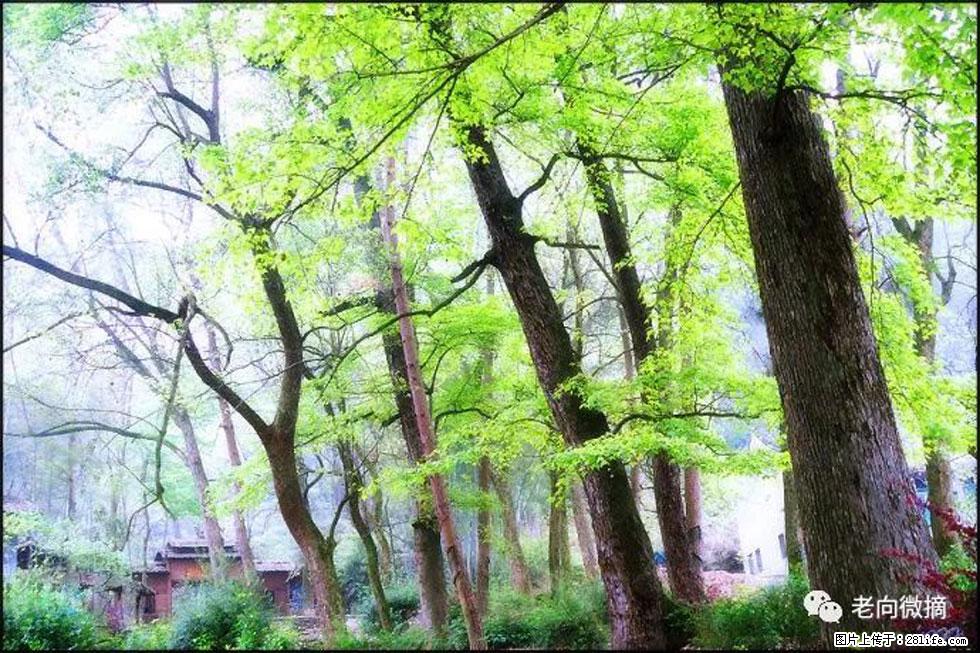 【春天，广西桂林灌阳县向您发出邀请！】在小龙村与春天约会 - 游山玩水 - 南宁生活社区 - 南宁28生活网 nn.28life.net