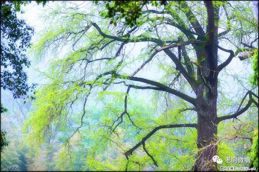 【春天，广西桂林灌阳县向您发出邀请！】在小龙村与春天约会 - 游山玩水 - 南宁生活社区 - 南宁28生活网 nn.28life.net