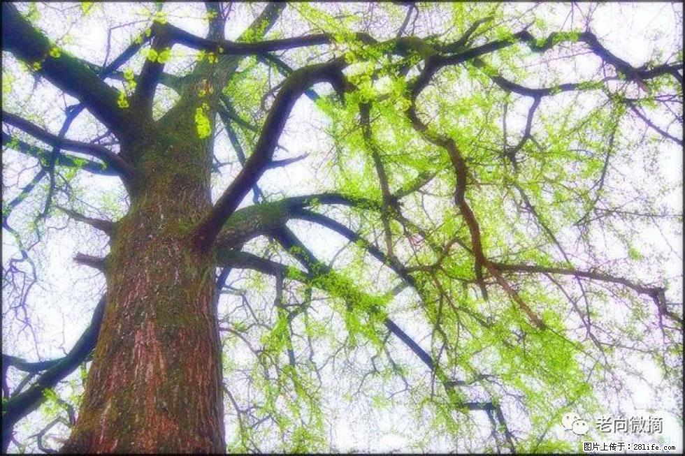 【春天，广西桂林灌阳县向您发出邀请！】在小龙村与春天约会 - 游山玩水 - 南宁生活社区 - 南宁28生活网 nn.28life.net
