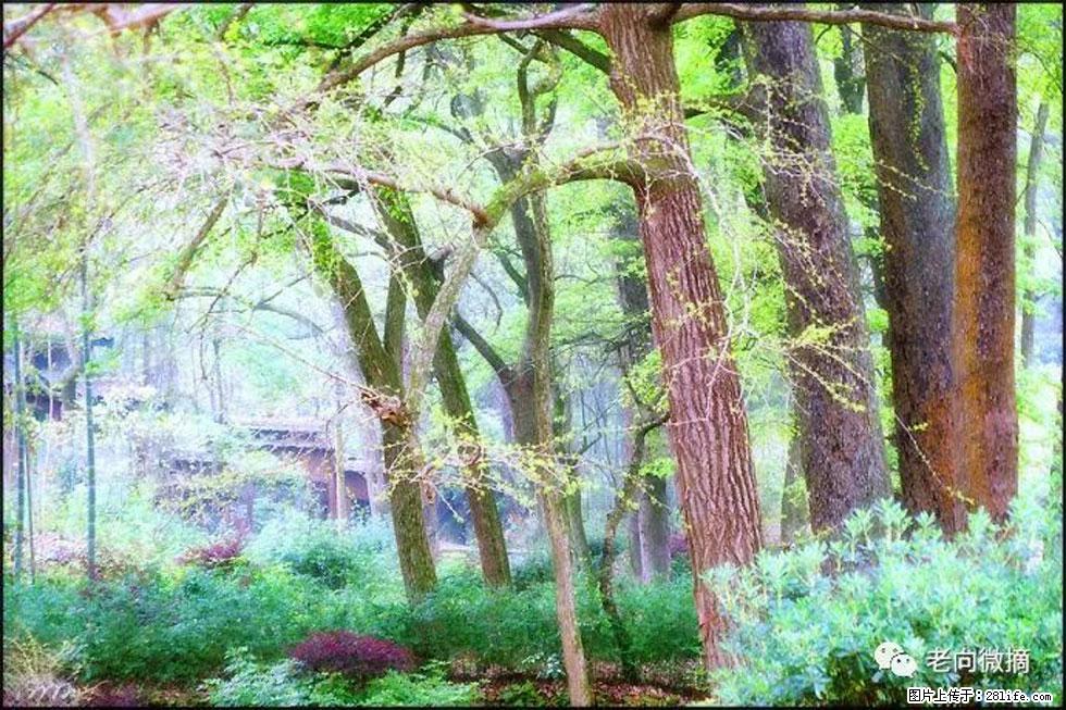 【春天，广西桂林灌阳县向您发出邀请！】在小龙村与春天约会 - 游山玩水 - 南宁生活社区 - 南宁28生活网 nn.28life.net