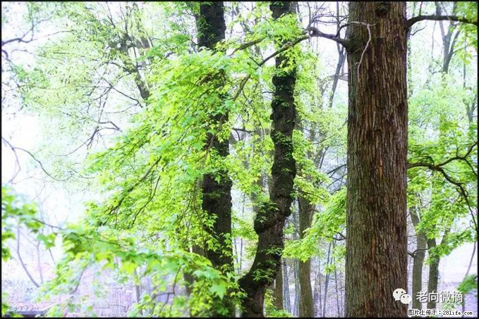 【春天，广西桂林灌阳县向您发出邀请！】在小龙村与春天约会 - 游山玩水 - 南宁生活社区 - 南宁28生活网 nn.28life.net