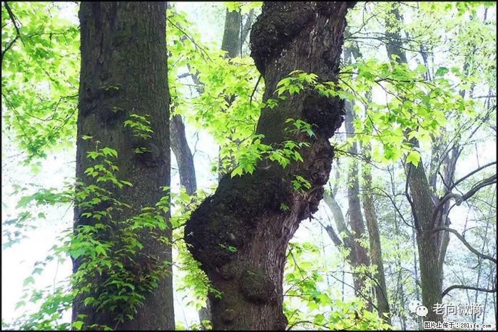 【春天，广西桂林灌阳县向您发出邀请！】在小龙村与春天约会 - 游山玩水 - 南宁生活社区 - 南宁28生活网 nn.28life.net
