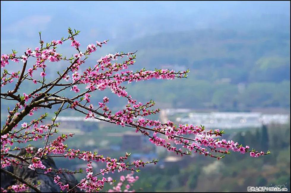 【春天，广西桂林灌阳县向您发出邀请！】望月岭上桃花开 - 游山玩水 - 南宁生活社区 - 南宁28生活网 nn.28life.net