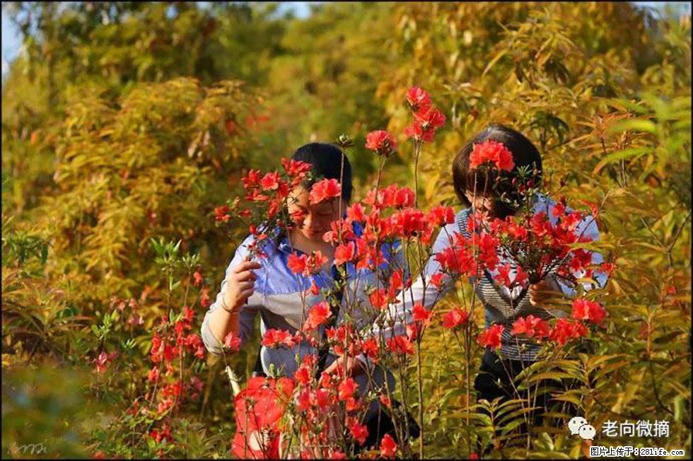 【春天，广西桂林灌阳县向您发出邀请！】登麒麟山，相约映山红 - 游山玩水 - 南宁生活社区 - 南宁28生活网 nn.28life.net