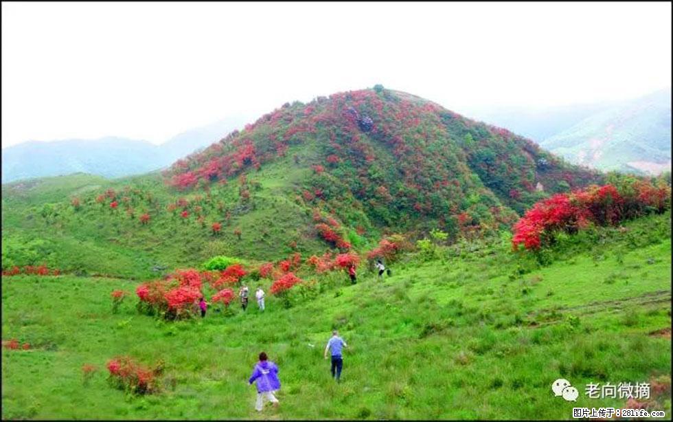 【春天，广西桂林灌阳县向您发出邀请！】宝盖山上映山红 - 游山玩水 - 南宁生活社区 - 南宁28生活网 nn.28life.net