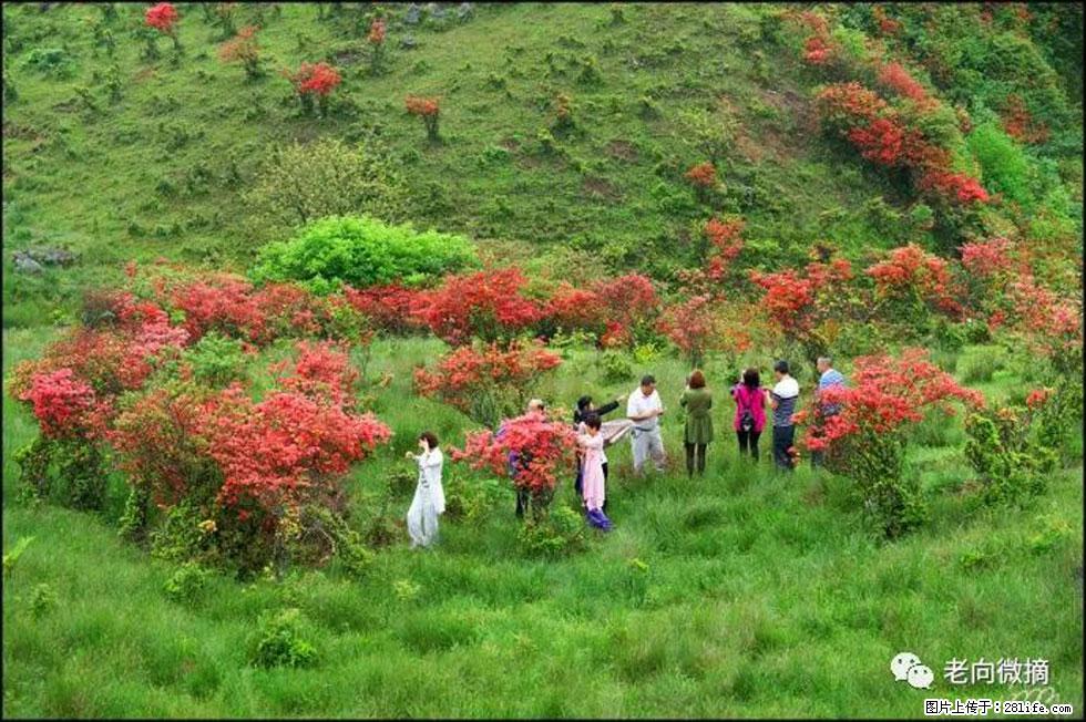 【春天，广西桂林灌阳县向您发出邀请！】宝盖山上映山红 - 游山玩水 - 南宁生活社区 - 南宁28生活网 nn.28life.net