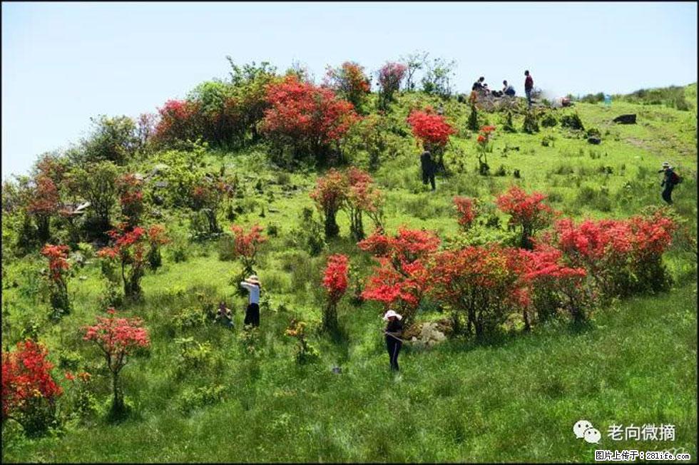 【春天，广西桂林灌阳县向您发出邀请！】宝盖山上映山红 - 游山玩水 - 南宁生活社区 - 南宁28生活网 nn.28life.net