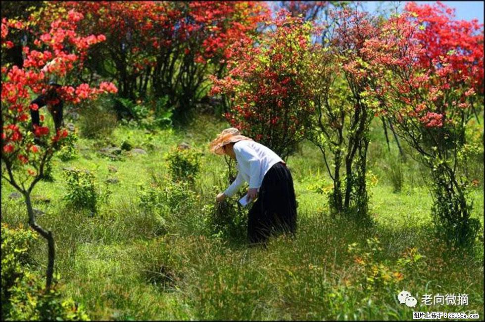【春天，广西桂林灌阳县向您发出邀请！】宝盖山上映山红 - 游山玩水 - 南宁生活社区 - 南宁28生活网 nn.28life.net