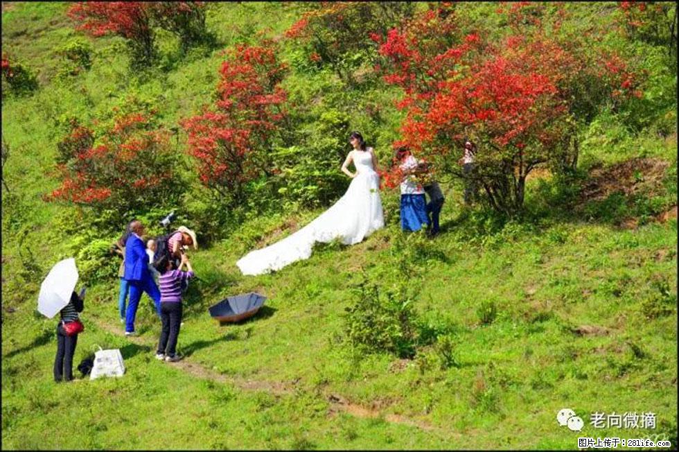 【春天，广西桂林灌阳县向您发出邀请！】宝盖山上映山红 - 游山玩水 - 南宁生活社区 - 南宁28生活网 nn.28life.net