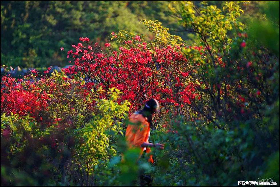 【春天，广西桂林灌阳县向您发出邀请！】春木界上映山红 - 游山玩水 - 南宁生活社区 - 南宁28生活网 nn.28life.net