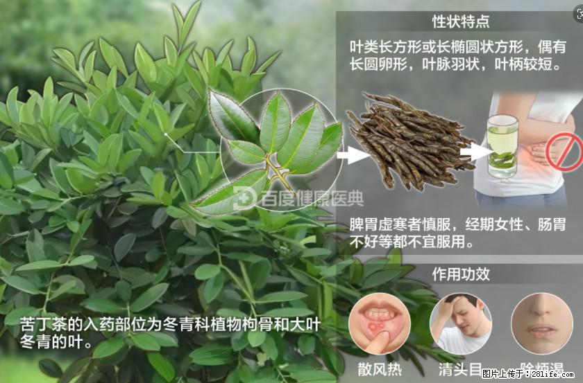 苦丁茶有哪些功效和作用 - 生活百科 - 南宁生活社区 - 南宁28生活网 nn.28life.net