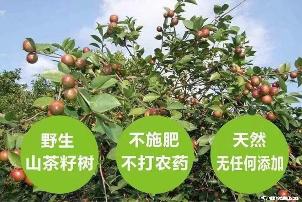 【灌阳县油茶产业示范区】一个有着充实的精神生活的人，对待身外之物自会有一种淡泊的态度 - 土特产 - 饮食特产 - 南宁分类信息 - 南宁28生活网 nn.28life.net