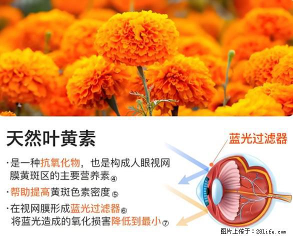 叶黄素有什么功效和作用 - 生活百科 - 南宁生活社区 - 南宁28生活网 nn.28life.net