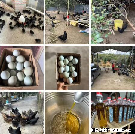 油茶园从小鸡仔开始养起的纯土鸡、土鸡蛋可以预定啦！还有前几天刚榨的纯山茶油哦 - 美食天地 - 南宁生活社区 - 南宁28生活网 nn.28life.net