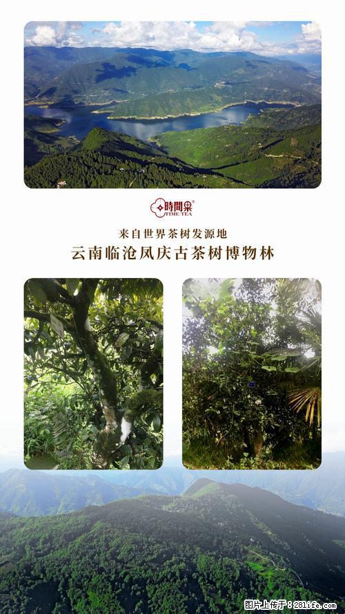 时间果百年古树2025年春红茶 - 购物交流 - 南宁生活社区 - 南宁28生活网 nn.28life.net