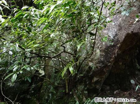 平乐石崖茶，珍贵仅次于金花茶 - 南宁生活资讯 - 南宁28生活网 nn.28life.net