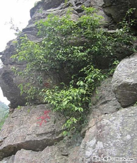 平乐石崖茶，珍贵仅次于金花茶 - 南宁生活资讯 - 南宁28生活网 nn.28life.net