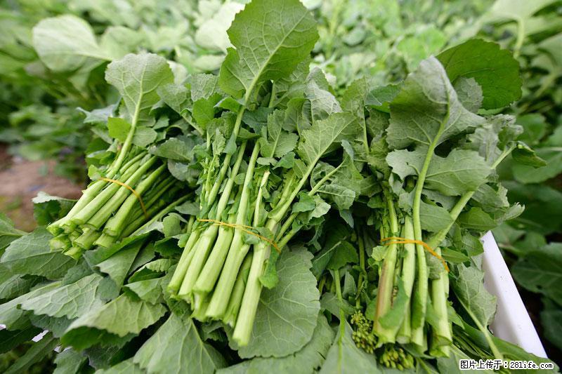 这些蔬菜是“天然钙片”，这6种被医生重点推荐 - 南宁生活资讯 - 南宁28生活网 nn.28life.net